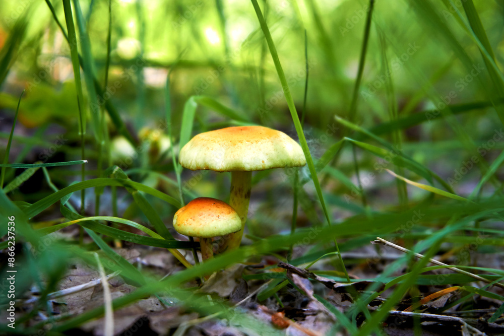 Brown yellow mushroom among green grass, warm day, forest Brown yellow mushroom among green grass, warm day, forest