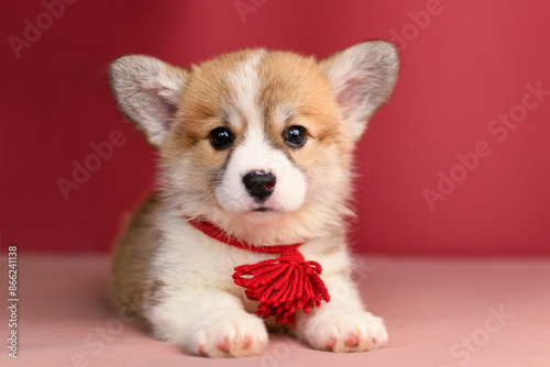 Adorable Pembroke Welsh Corgi puppy lying down with a red decorative ribbon around its neck. Studio portrait with a pink background. Perfect for pet-themed, holiday, and greeting card concepts.

