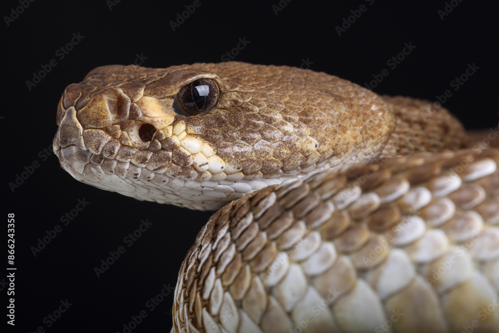 Obraz premium Portrait of a Red Diamondback Rattlesnake