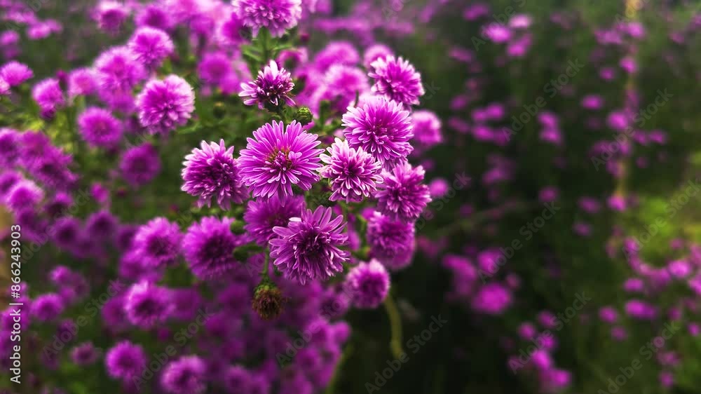 Beautiful Purple Flower in Full Bloom - 4K UHD Beautiful Purple Flower in Full Bloom - 4K UHD