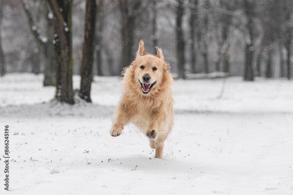 Golden Retriever in Winter Park Golden Retriever in Winter Park