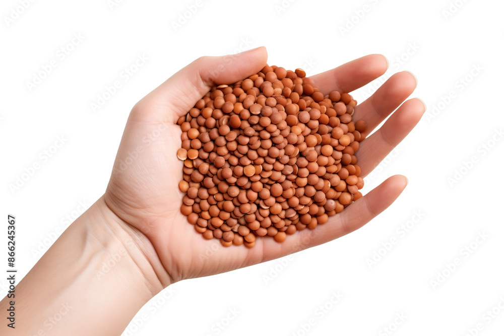Essence of Abundance: A Handful of Scarlet Lentils on White or PNG Transparent Background.