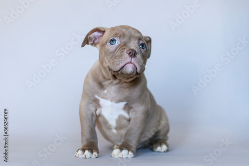 Calm American Bully puppy with blue eyes sitting on a neutral background. Studio portrait of a muscular young dog with a serious expression. Cute and expressive pet photo.


