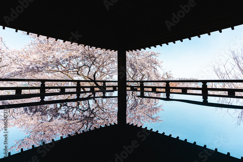美しい桜のリフレクション