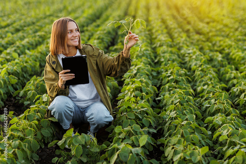 Smart farming soybean technology. Female farmer with digital tablet examines and checkins roots of soya plants in field. Agronomist controls the growth and development of sprouts before harvesting.