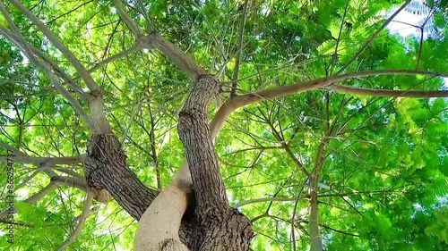 Green leaves of a tree swaying in the wind. An abstract slow-motion scene. Gazing upward through the vibrant green leaves of an Acacia tree in the forest.