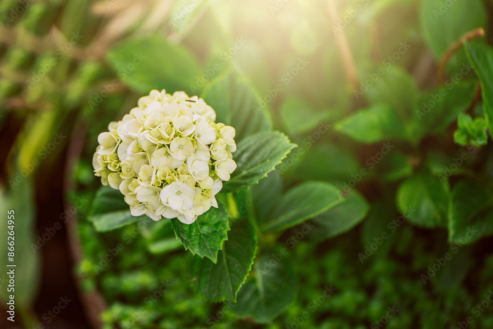 Close up of a hydrangea flower. Hydrangea Magnoliophyta commonly known as Hydrangeas, native to southern and eastern Asia and America Close up of a hydrangea flower. Hydrangea Magnoliophyta commonly known as Hydrangeas, native to southern and eastern Asia and America