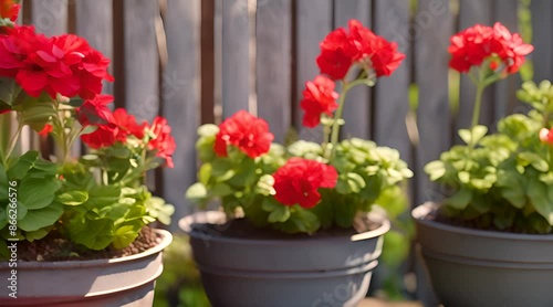 Wallpaper Mural flowers in pots Torontodigital.ca