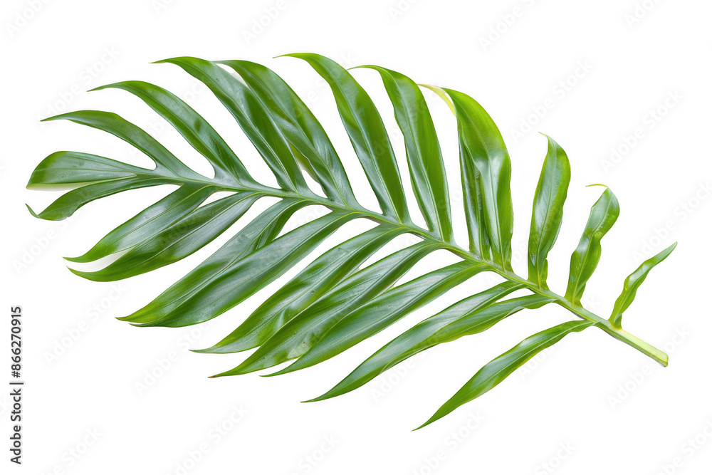 Single Arching Palm Leaf Single Arching Palm Leaf