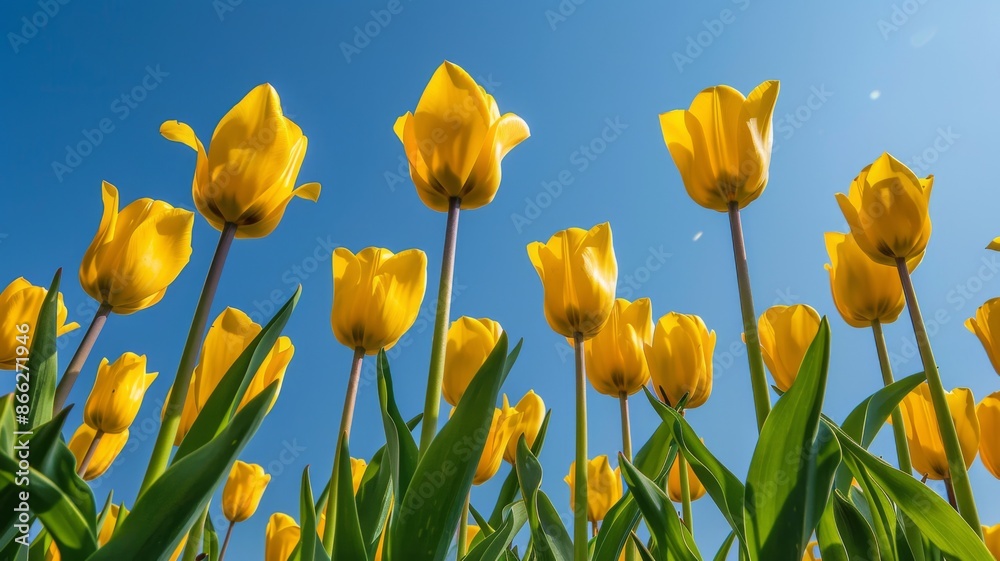 Obraz premium Vibrant Yellow Tulips Reach for the Blue Sky. Spring Flowers in Full Bloom