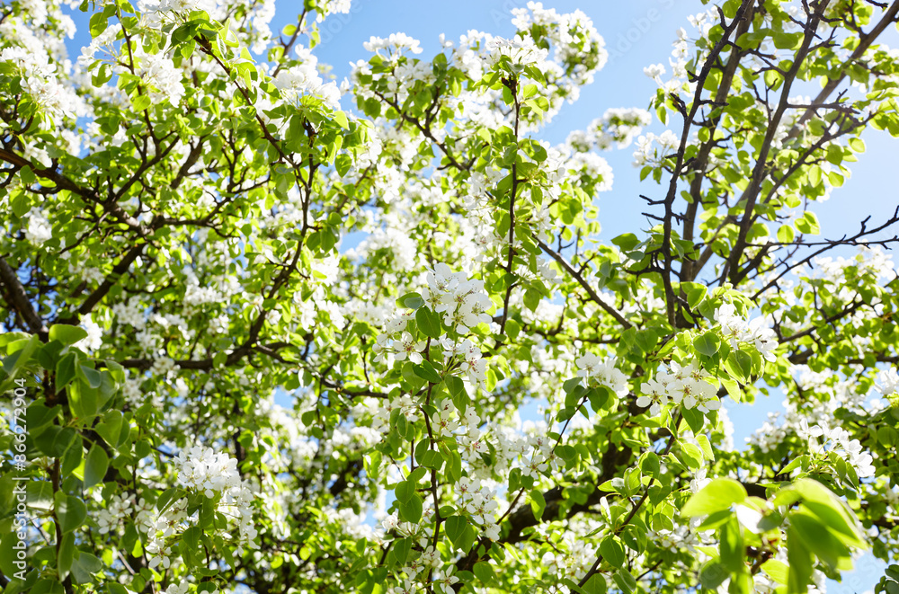 Beautiful white pear blossom. Flowering pear tree. Soft focus image of blossoming tree in spring time Beautiful white pear blossom. Flowering pear tree. Soft focus image of blossoming tree in spring time