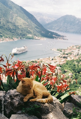 view of the Kotor bay in Montenegro