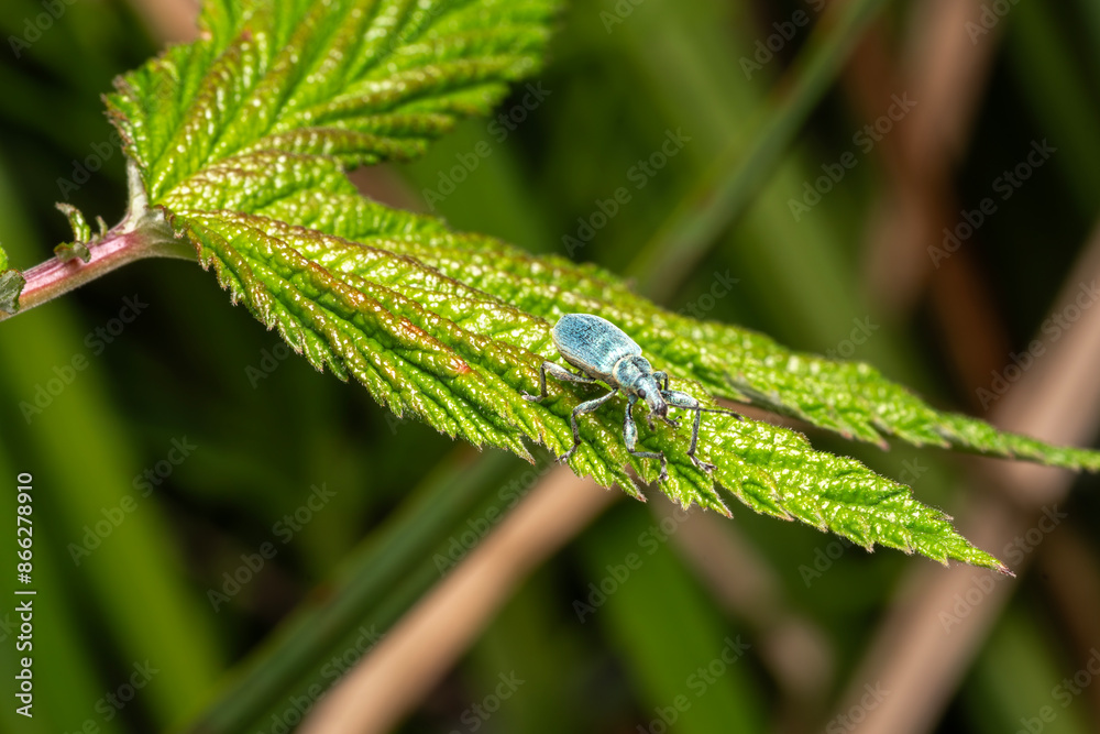 Nettle weevil (phyllobius pomaceus) a common British metallic green or blue insect found in fields and gardens during the spring and summer, stock photo image Nettle weevil (phyllobius pomaceus) a common British metallic green or blue insect found in fields and gardens during the spring and summer, stock photo image
