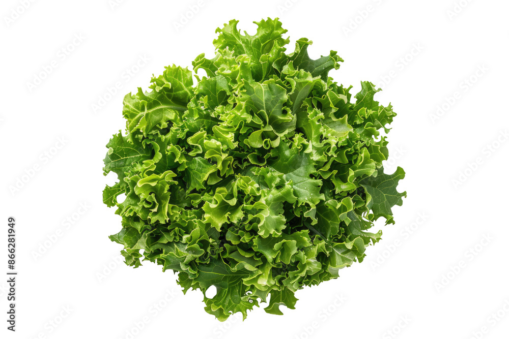 Obraz premium Green salad with leaves isolated on transparent background