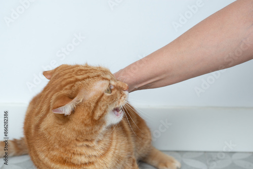 Angry aggressive adult ginger tabby cat and a woman's hand tries to touch him photo