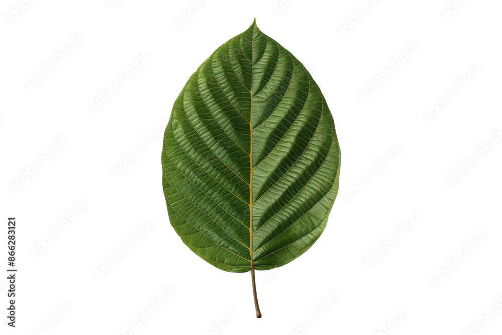 Obraz premium Kratom leaf isolated on transparent background