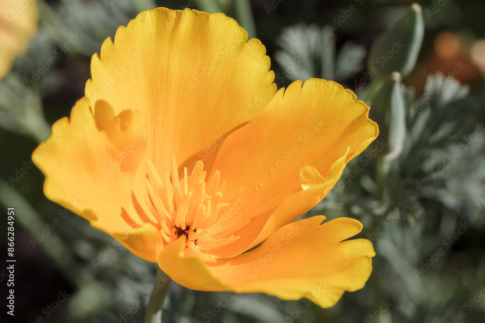 Close-up a bud of Eschscholzia californica in a garden on a sunny day Close-up a bud of Eschscholzia californica in a garden on a sunny day