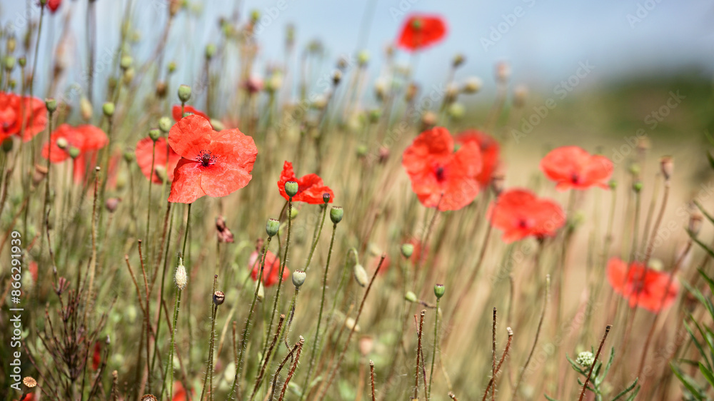 poppy flowers. natural background. Close-up red field poppy Papaver rhoeas. wildflowers. red poppy flowers poppy flowers. natural background. Close-up red field poppy Papaver rhoeas. wildflowers. red poppy flowers