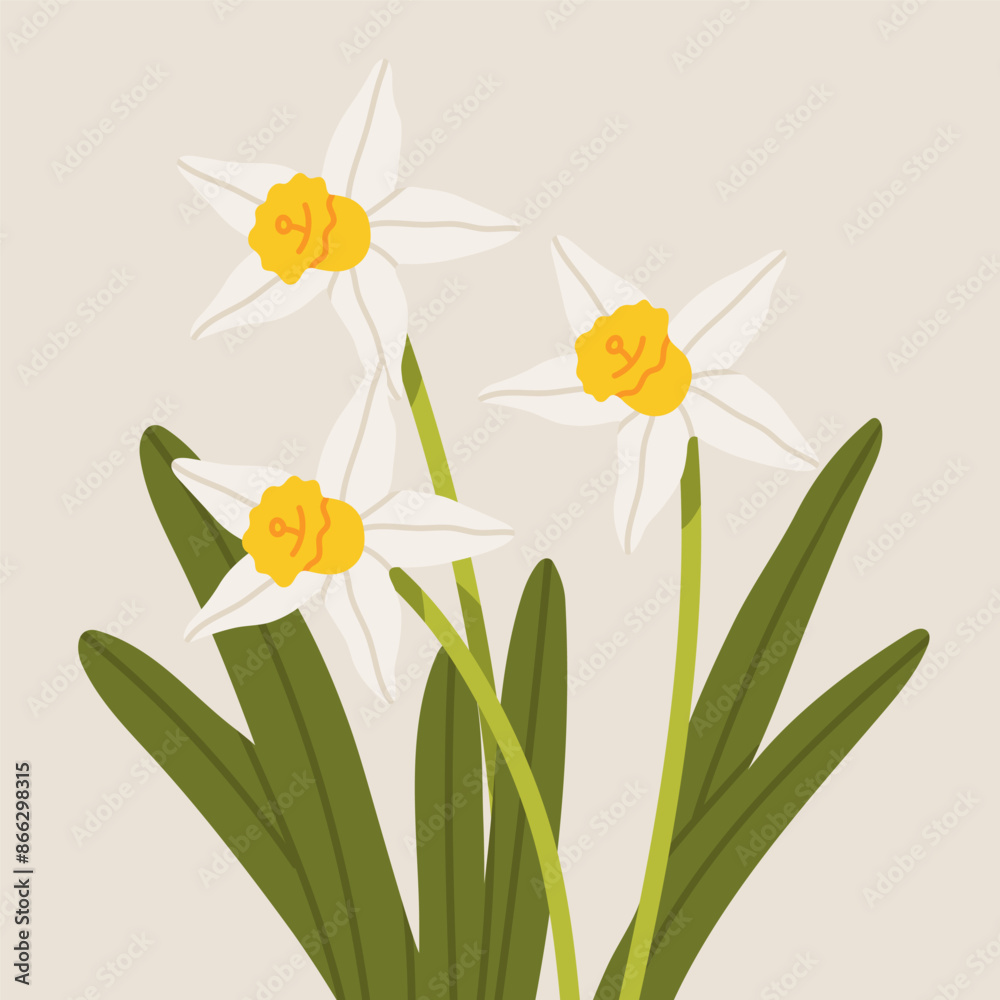 Narcissus flower vector illustration. Spring narcissus flower.