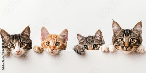 Cute different of cats peeking on isolated white background, with copy space, blank for text ads, and graphic design. © Various Backgrounds