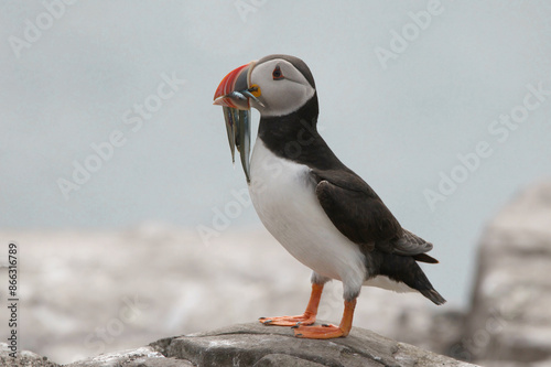 Portrait of Puffin with Sand Eels