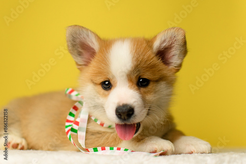 Cute Pembroke Welsh Corgi puppy with a festive striped ribbon lying on a soft surface against a vibrant yellow background. The puppy looks cheerful with its tongue out and big ears up. A bright and jo