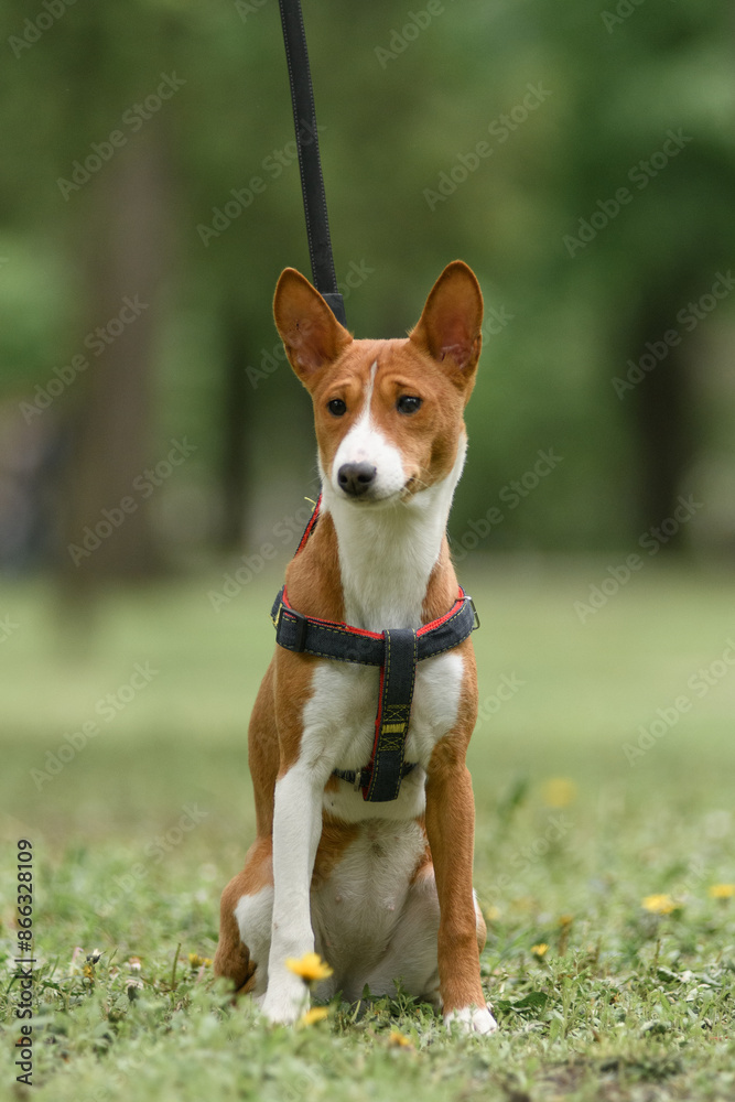 Basenji dog sitting on grass with a harness and leash, looking attentive in a green park setting.

