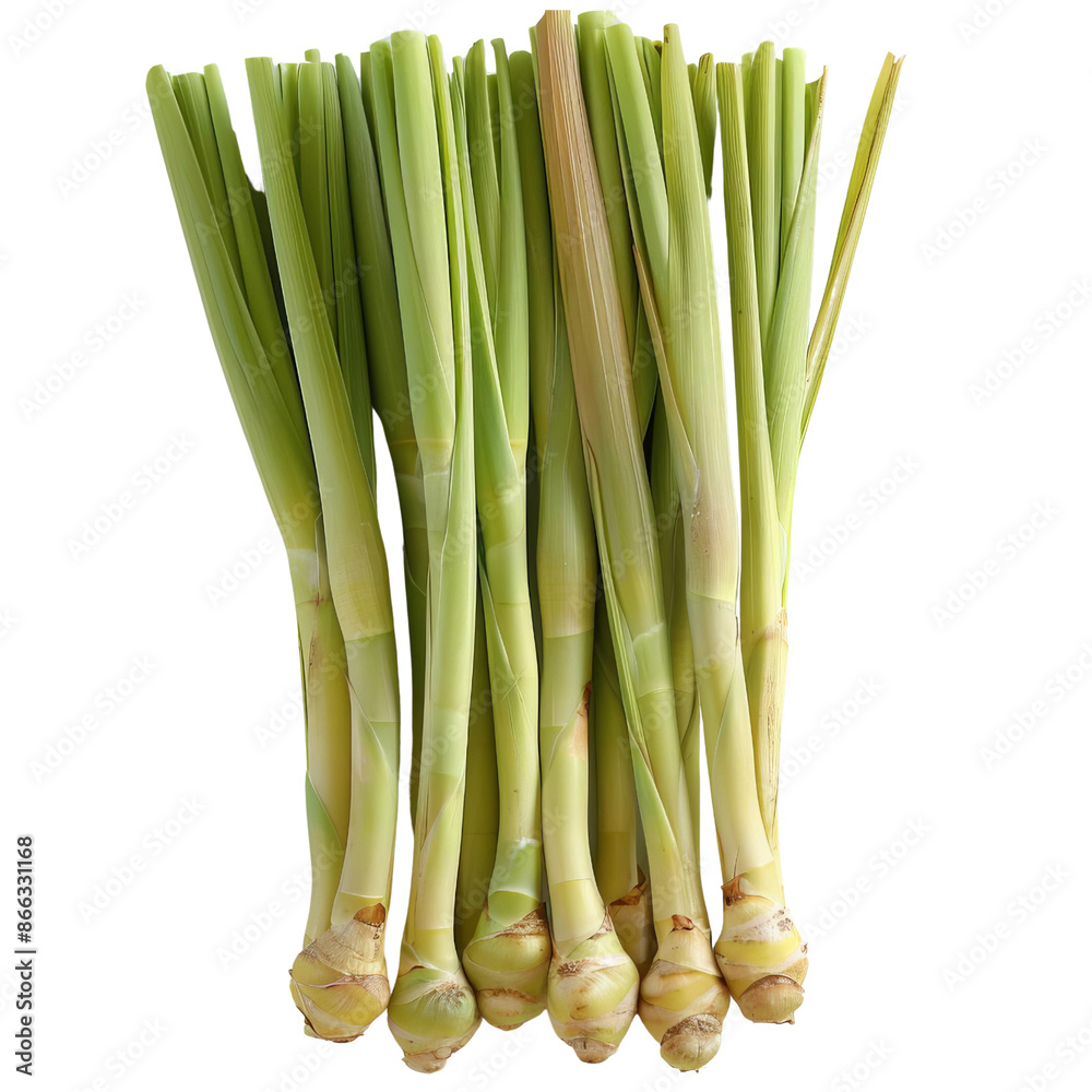Fototapeta premium lemongrass stalks, aromatic plant, realistic photo, green and yellow, isolated on white background