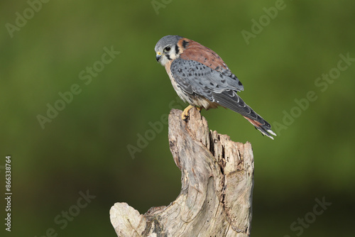 An American Kestrel perched on a tree trunk
