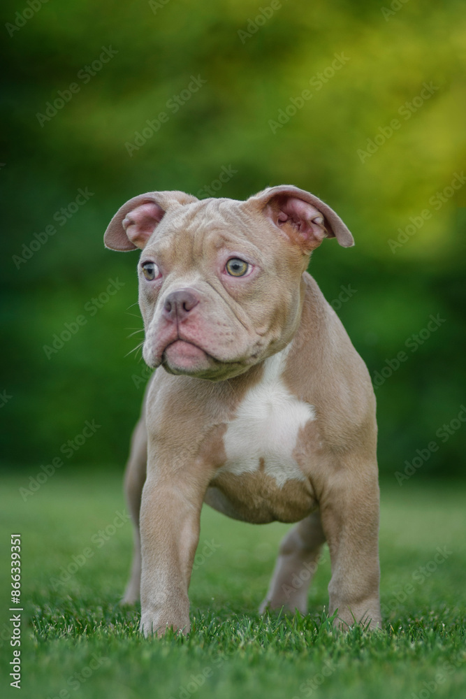 An American bully puppy poses and plays on a green lawn