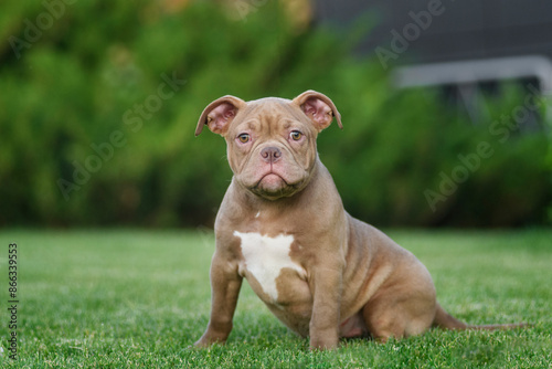 An American bully puppy poses and plays on a green lawn photo