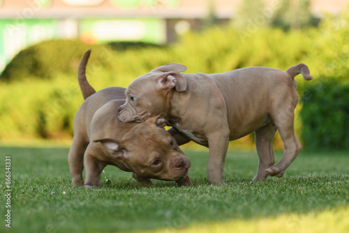 Two American bully puppies playing on a green lawn