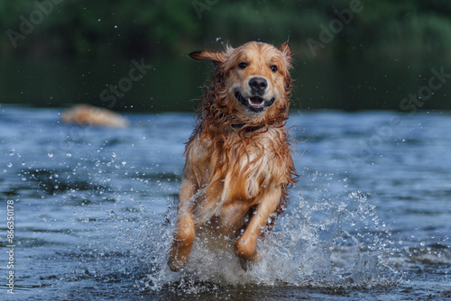 Golden Retriever swimming in the river