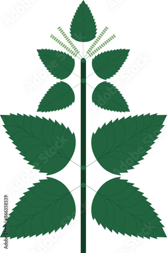 Nettles vector illustration
