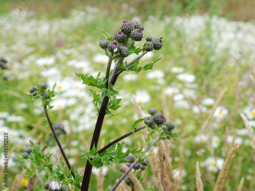 A woolly thistle by the wayside, its fluffy heads about to bloom - a beautiful natural motif full of anticipation for the flowering season photo