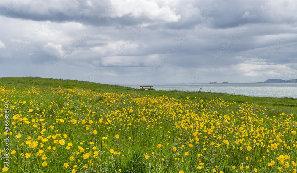 Idyllic landscape for relaxation, green field with yellow flowers, lonely bench and mountains
