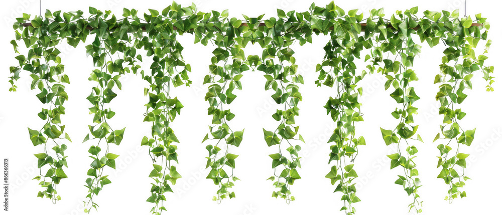 Hanging Green Vine Plants Hanging Green Vine Plants