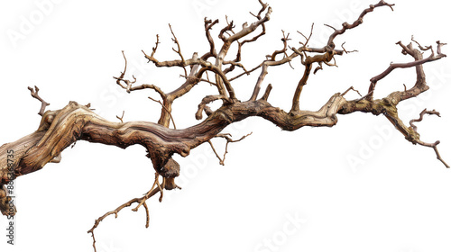 Tree Branch with Intertwined Vines