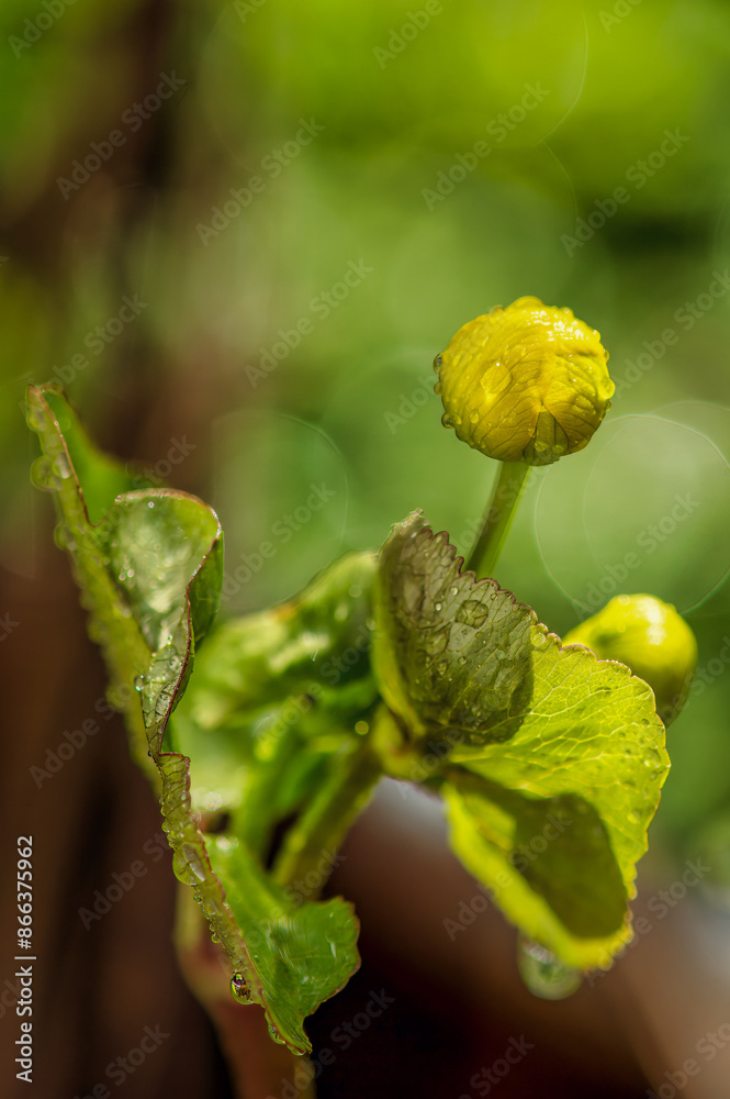 Macroshot of a closed blossom of a marsh marigold (Caltha palustris) with raindrops on it.
