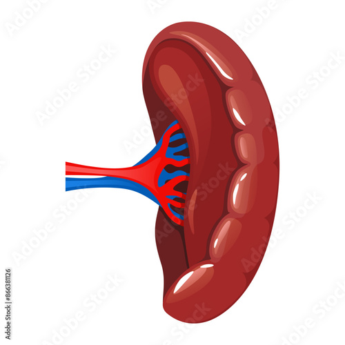 Human spleen. Anatomy of digestion internal organ