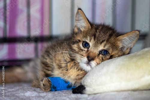 A kitty from Felidae, with a bandaged paw, resting on a pillow indoors