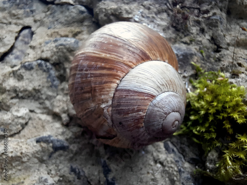 An empty shell without a snail on a stone overgrown with moss. Close-up, soft daylight. Symbolizing temporary emptiness and the natural cycle of life