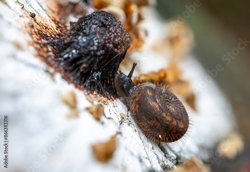 Beautiful snail Helicodonta obvoluta feeding on a slime mold - Myxomycota - on a tree stump, Italy, Europe