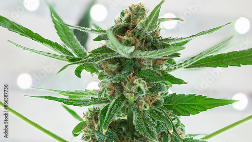 фотографія Medical Marijuana trichome buds with Led in the background