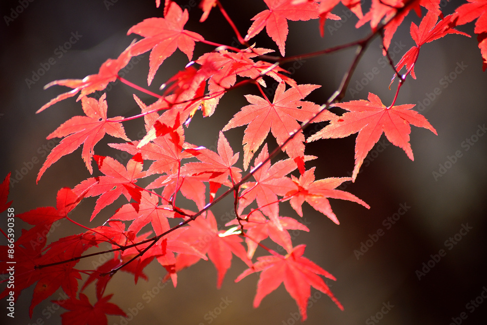 山の中の紅葉した木の葉 山の中の紅葉した木の葉