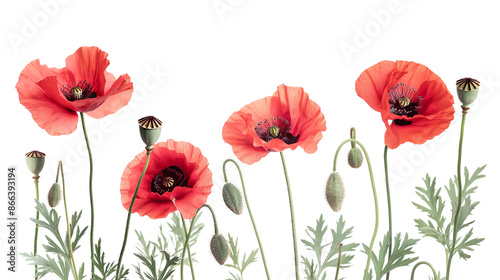 Blossom poppy flowers isolated on a transparent background