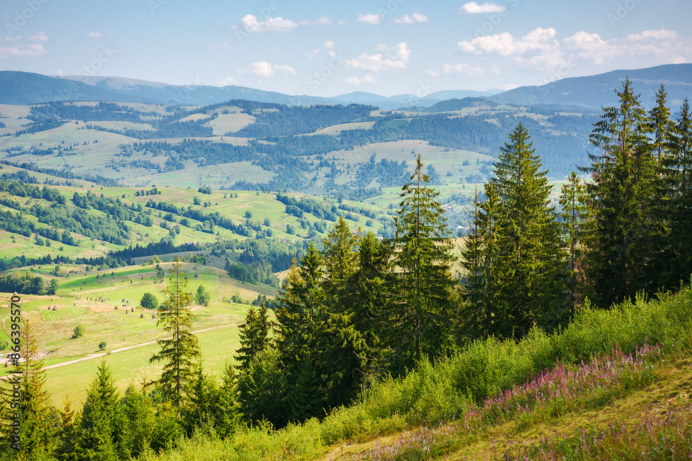 Fototapeta premium rural scenery in carpathian mountains of ukraine. alpine countryside landscape with grassy meadows and forested hillside in summer. beautiful view from above. valley near borzhava ridge