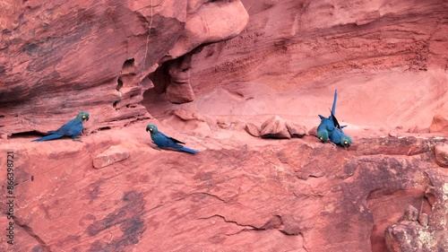 Lear's Indigo Macaw parrot on sandstone breeding cliff tropical Bahia Brazil pair mating