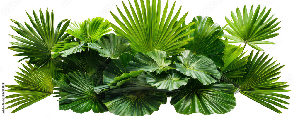 Fan-Shaped Palm Leaves Cluster Fan-Shaped Palm Leaves Cluster