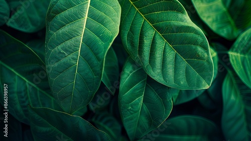 Closeup leaf texture. 